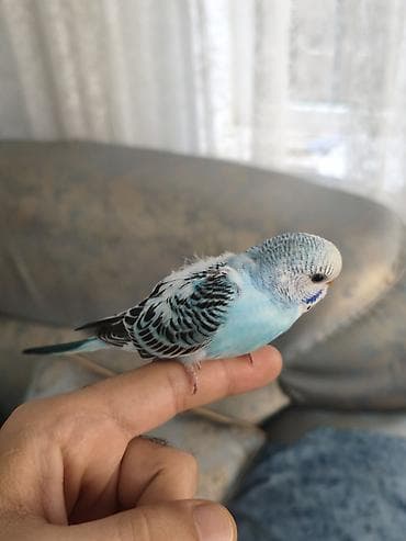 danışan quşlar: 3 ədəd bala quşlar, yeni yuvadan çıxıblar, artıq yem yeyirlər, ələ — 6