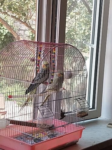 Quşlar: Bir erkəy bir dişi korella quşu satılır tək təkdə satıram cütdə ala — 2