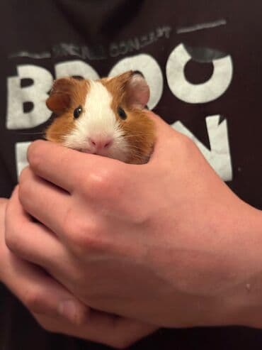 cuce qefes: Şirin ev heyvanı – Gvineya donuzu (qızılı-ağ rəng) - Növ: Qısa tüklü — 4