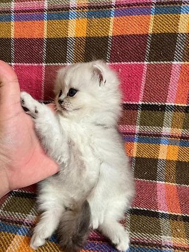 Gümüş rəngli uzun tüklü balaca pişik bala - Cins tipi: uzun tüklü — 6