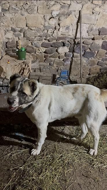 it ucun yuva: Qurdbasar, Peyvəndli — 2