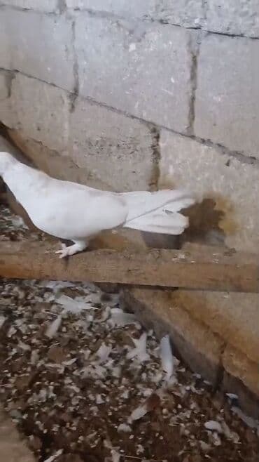 etibarli əllərə verilir: Endirim var — 5