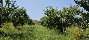 dekorativ dibçək gülləri: 2.5 ha 9 illik intensiv gilas bağı, 1.5 ha boş sahə. Suvarma sistemi — 3