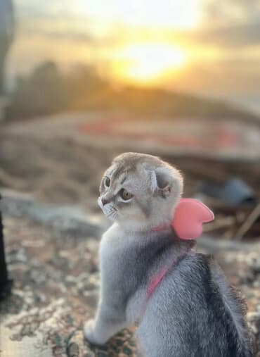 Pişiklər: Şotland yastı qulaq — 1