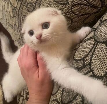 pişik balasi: Britan yastı qulaq — 1