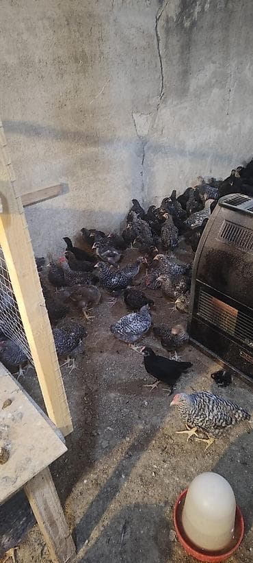 Toyuq cücələri, Ətlik