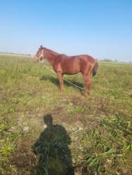 at qiyməti: Dişi, Qarabag, il: 2, Ödənişli çatdırılma — 2