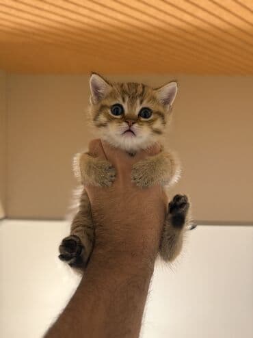 Tabbi, Erkək lalafo.az -da Tabbi, Erkək