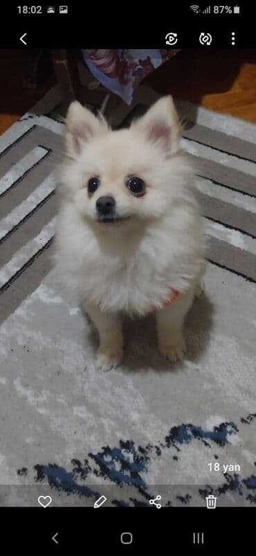 Gəmiricilər: Şpitz, 6 ay, Dişi, Peyvəndli, Ünvandan götürmə — 1