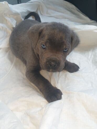 Gəmiricilər: Kane-Korso, Peyvəndli — 2