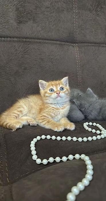 Tabbi, Yaxşı əllərə