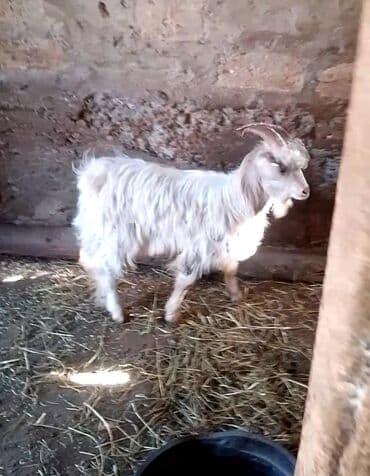 sort keciler: Erkək, il: 1, 25 kq, Damazlıq, Ünvandan götürmə — 1