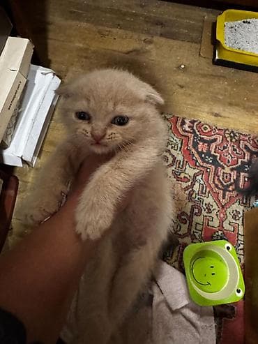 pişiy adlari: Şotland — 3