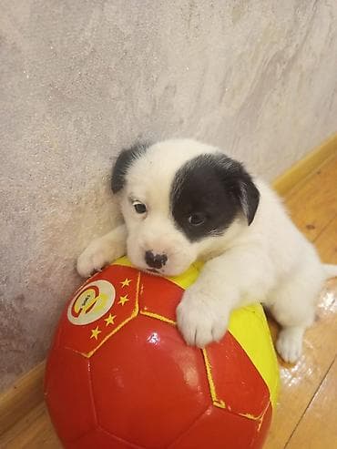 Heyvanlar üçün mallar: 2 ay, Dişi, Ünvandan götürmə — 5