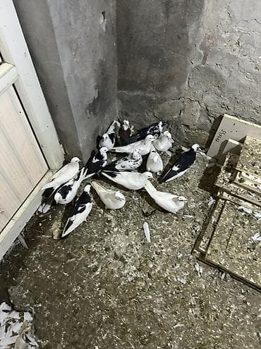 goyercin: Kom 6 manatdan hamsi saglam heyvanlardi 15 denedu — 2