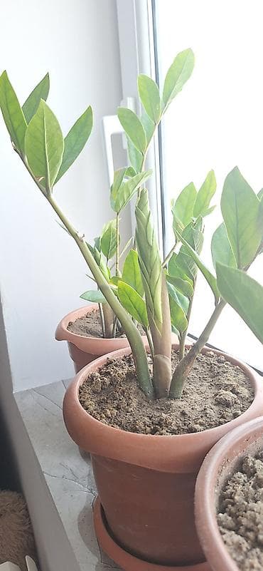 dekor ağaclar: ZZ bitkisi (Zamioculcas zamiifolia) – qapalı məkanlar üçün dekorativ — 3