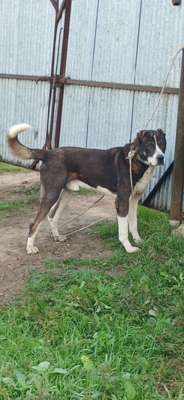 pitbul itləri: Qurdbasar, 1 il, Erkek, Peyvəndli, Rayonlara çatdırılma — 2