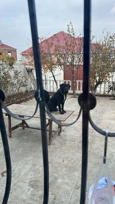 Собаки: Кане-корсо — 3