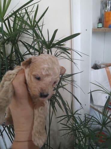 мальтипу купить: Pudel, 1 ay, Erkek — 4