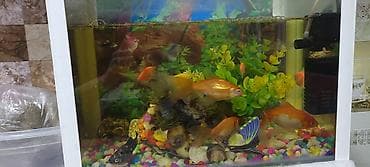 Akvaryum komplekti – dekorativ oturaq akvarium və 20 dən çox böyük