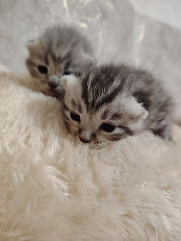 dovşan balaları: Şotland — 3