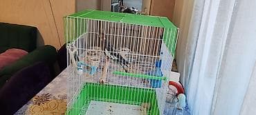 ev quşu: Corrella 8 aylıqdi dişidir yuva qarışıq satılır təcili satılır — 4