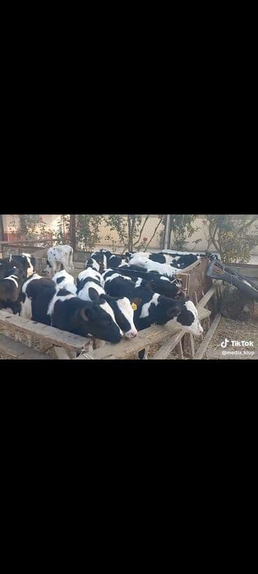 Süt və ət istiqamətli buzovlar - Növ: qarışıq xarici damazlıqdan olan lalafo.az -da Süt və ət istiqamətli buzovlar - Növ: qarışıq xarici damazlıqdan olan