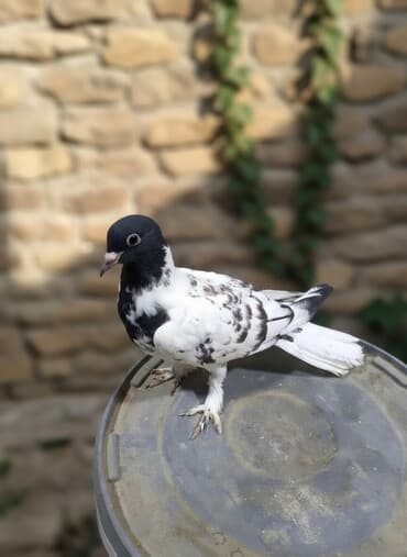 amerika devequsu haqqinda melumat: Maştağadadir — 5