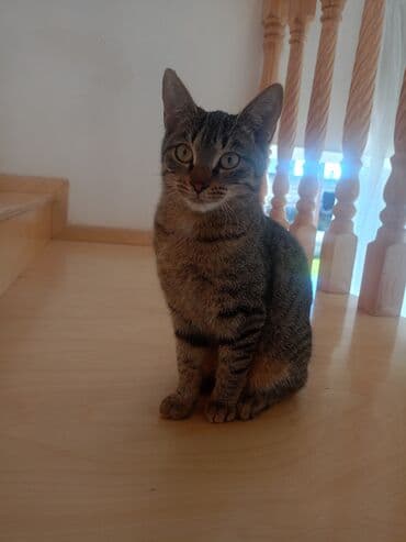 doberman balası: Tabbi, Dişi, Yaxşı əllərə, Pulsuz çatdırılma — 7