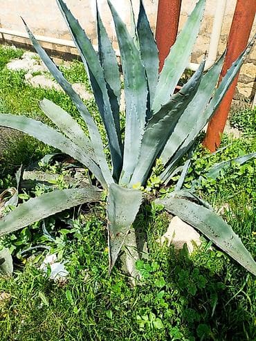 kalanxoye bitkisi: QİYMƏT RAZILAŞMA YOU İLƏ. Aqava americana (mavi aqava) – — 2