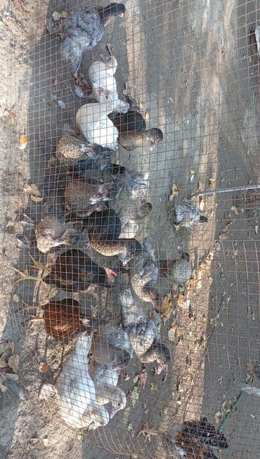 bildirçin az: Məhsul: Muskoviy (hind) ördəkləri – müxtəlif rənglərdə və yaşlarda — 4