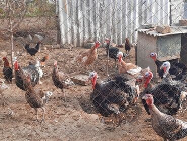 saanen kecisi qiymeti: Həyət hinduşkaları satılır. Qidası buğda və otdur. Tam sağlamdırlar və — 1