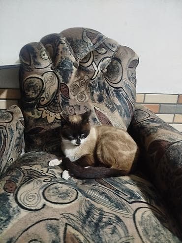 pisik latok: Siam — 6