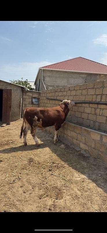 etlik iney: İki baş təmiz qan erkək simmental dana satılır. Böyüyünün 1 yaşı var — 1