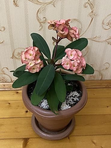 ev bitkiləri: Evdaxili saksı bitkisi – Euphorbia milii (Tikanlı tac) - Çiçəklər — 2
