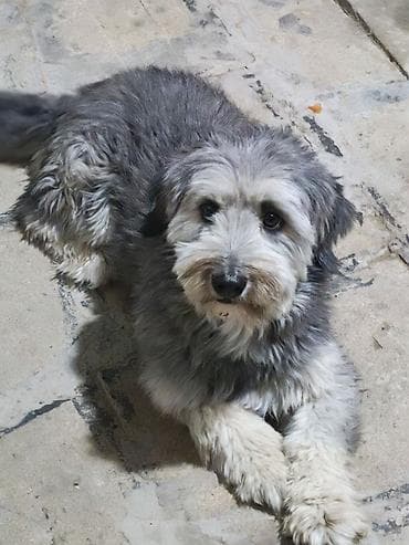 shih tzu stenci: 2 il — 5