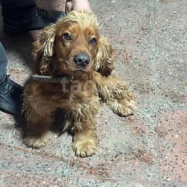qaz balasi nece gune cixir: Koker spaniyel, 2 il, Erkek, Peyvəndli, Ünvandan götürmə — 1