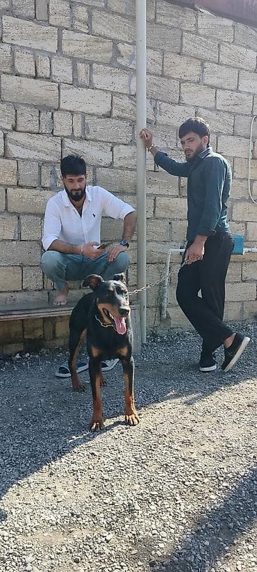 tap az afcarka: Doberman — 1