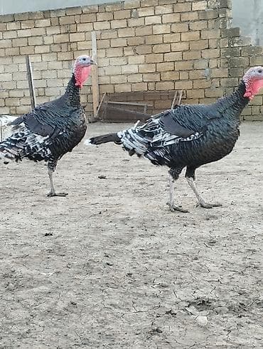 kənd cuceleri: Məhsul: Hind quşu (türki) Xüsusiyyətlər: - İri cüssəli, güclü skelet — 2