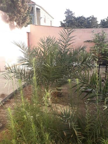 evkalipt ağacı satilir: Ağaclar — 4