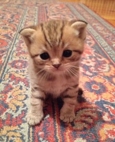 где продаются котята: Золотая шиншилла, Самец, В добрые руки, Платная доставка — 4