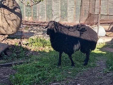 barter heyvanla: Erkək, il: 1, Damazlıq — 2