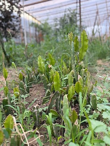 ad gunu samlari: Sağlam və böyüməkdə olan əjdaha meyvəsi (Pitahaya) şitili satılır. Ev — 3