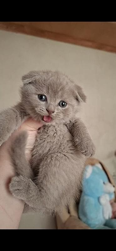 british pişik: Şinşilla — 7