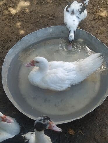 cins ineklerin qiymeti: Самец, | Lal ordek, Для мяса, Самовывоз — 2