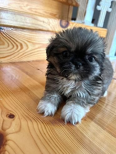 avcarka itləri: Pekines, 1 ay, Dişi — 2