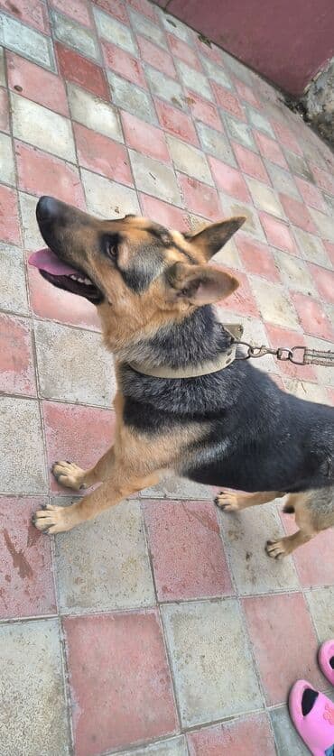 немецкая овчарка цена в баку: Немецкая овчарка, 11 месяцев, Самец, С прививками, Самовывоз — 4