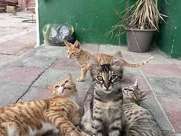 Табби, В добрые руки — 5
