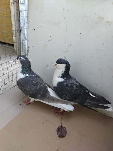 купить хомяка в баку: Delfin saglam heyvanlardi xoruzu iri olan sortdandi cütü 40 manat — 5