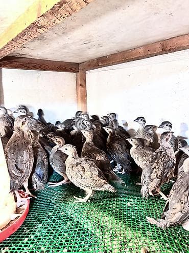 Другая птица: Kəkliklər satılır 50 günlüklər və 1 ay 10 günlüklər — 5